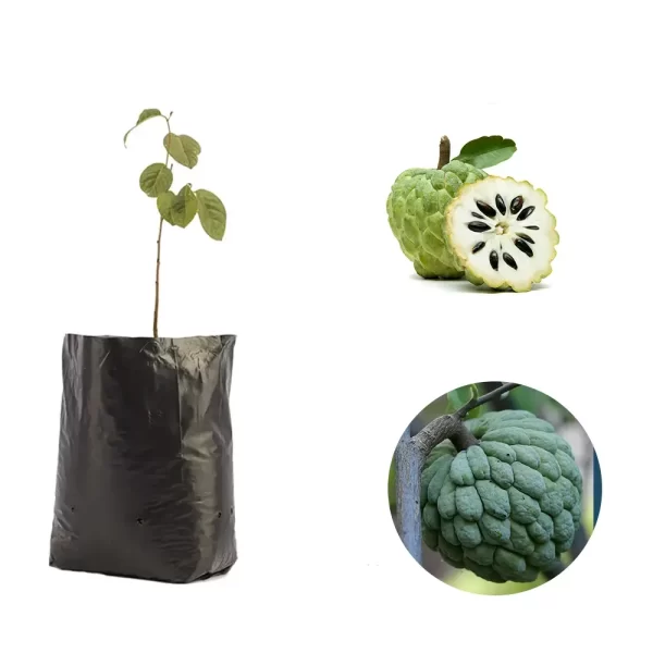 Custard Apple Fruit Seedling