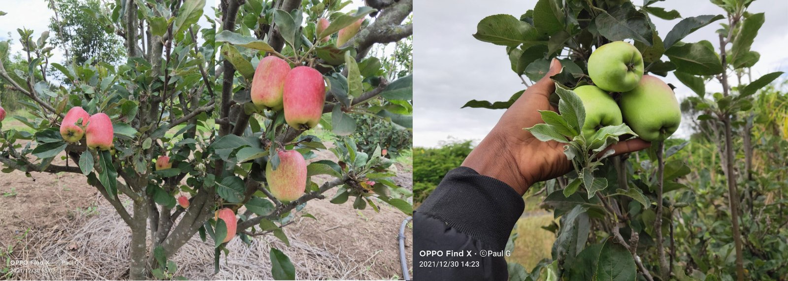 Pasharn Fruit Nursery Kenya