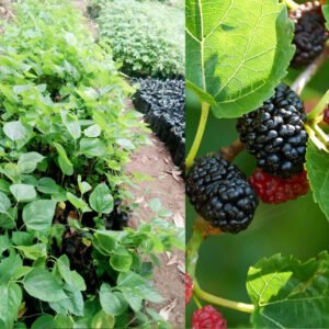 Mulberry seedlings