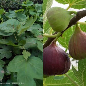 figs tree seelings