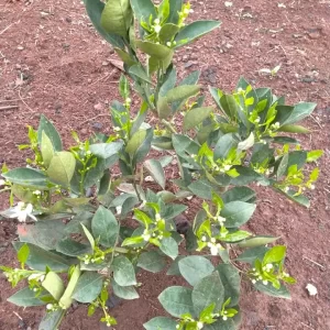 Grafted Orange Seedlings