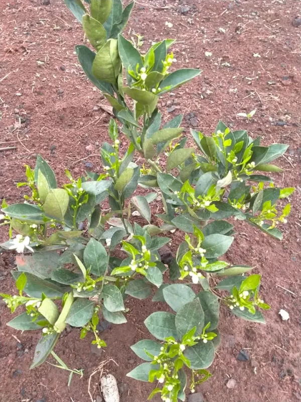 Grafted Orange Seedlings