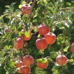 fuji apple tree