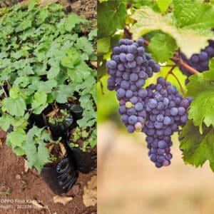 grapes seedlings