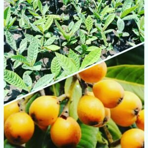 loquat seedlings