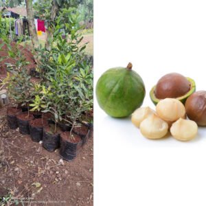 macadamia seedlings