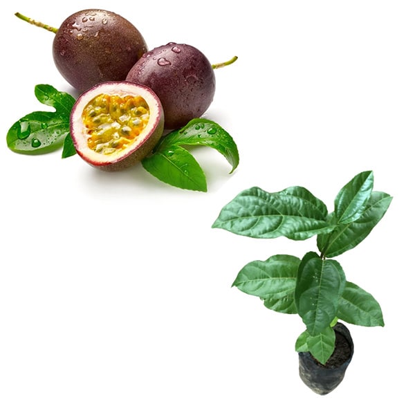 Passion fruit seedlings Pasharn Fruit Nursery Kenya