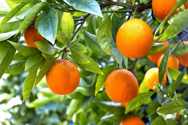 Grafted Orange Seedlings