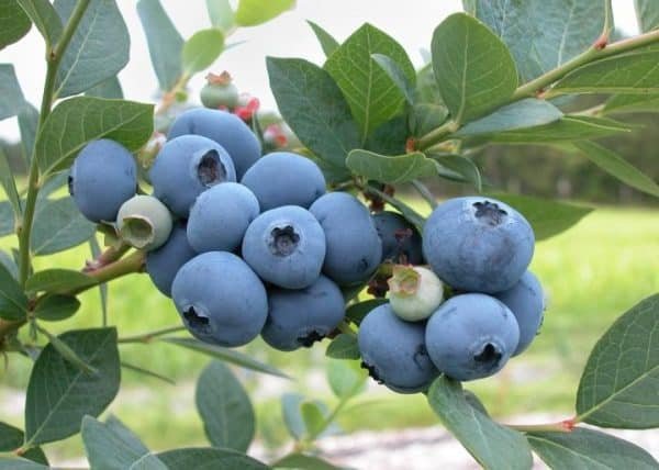 Blueberries