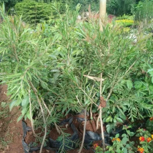 bottlebrush