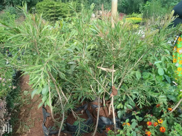 bottlebrush