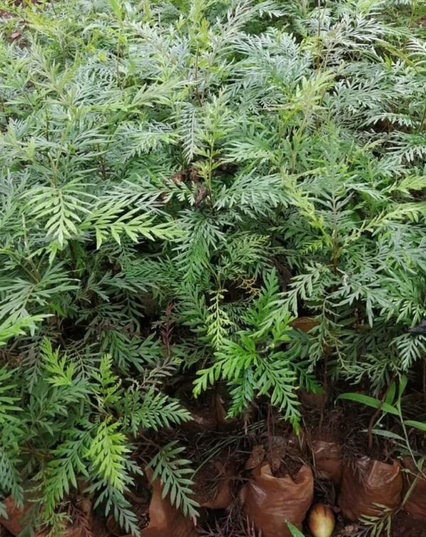 Grevillea robusta