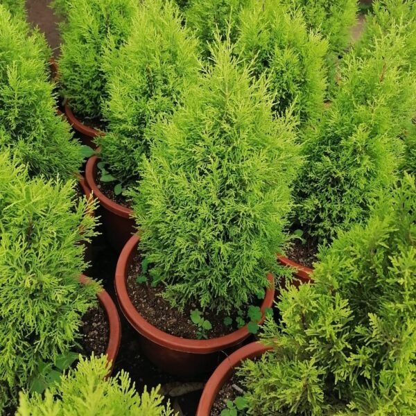 lemon cypress