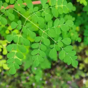 moringa seedlings