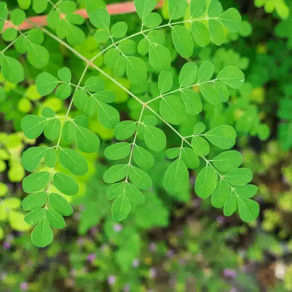 moringa seedlings