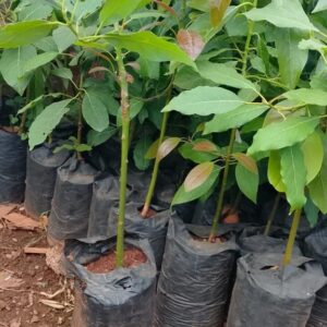 Fuerte Avocado Fruit Seedling