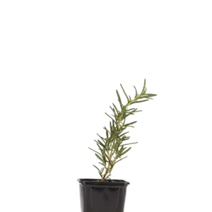 rosemary