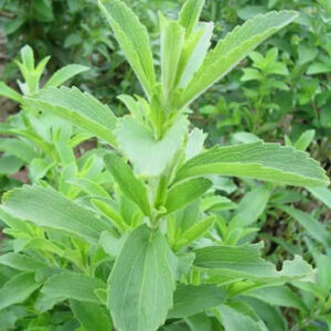Candyleaf (Stevia) Herb Seedlings