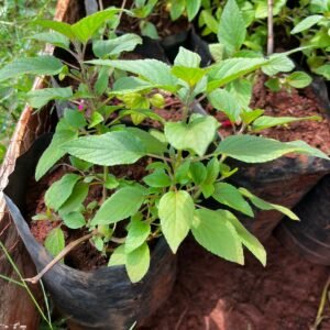 Pineapple  Sage (Salvia elegans)