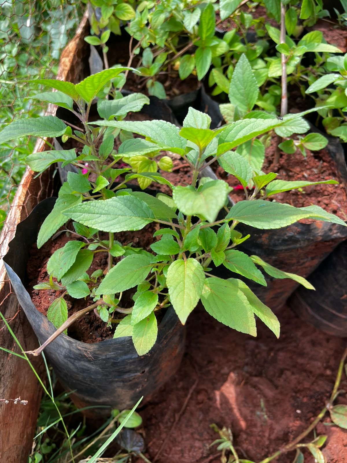 Pineapple Sage (Salvia elegans)