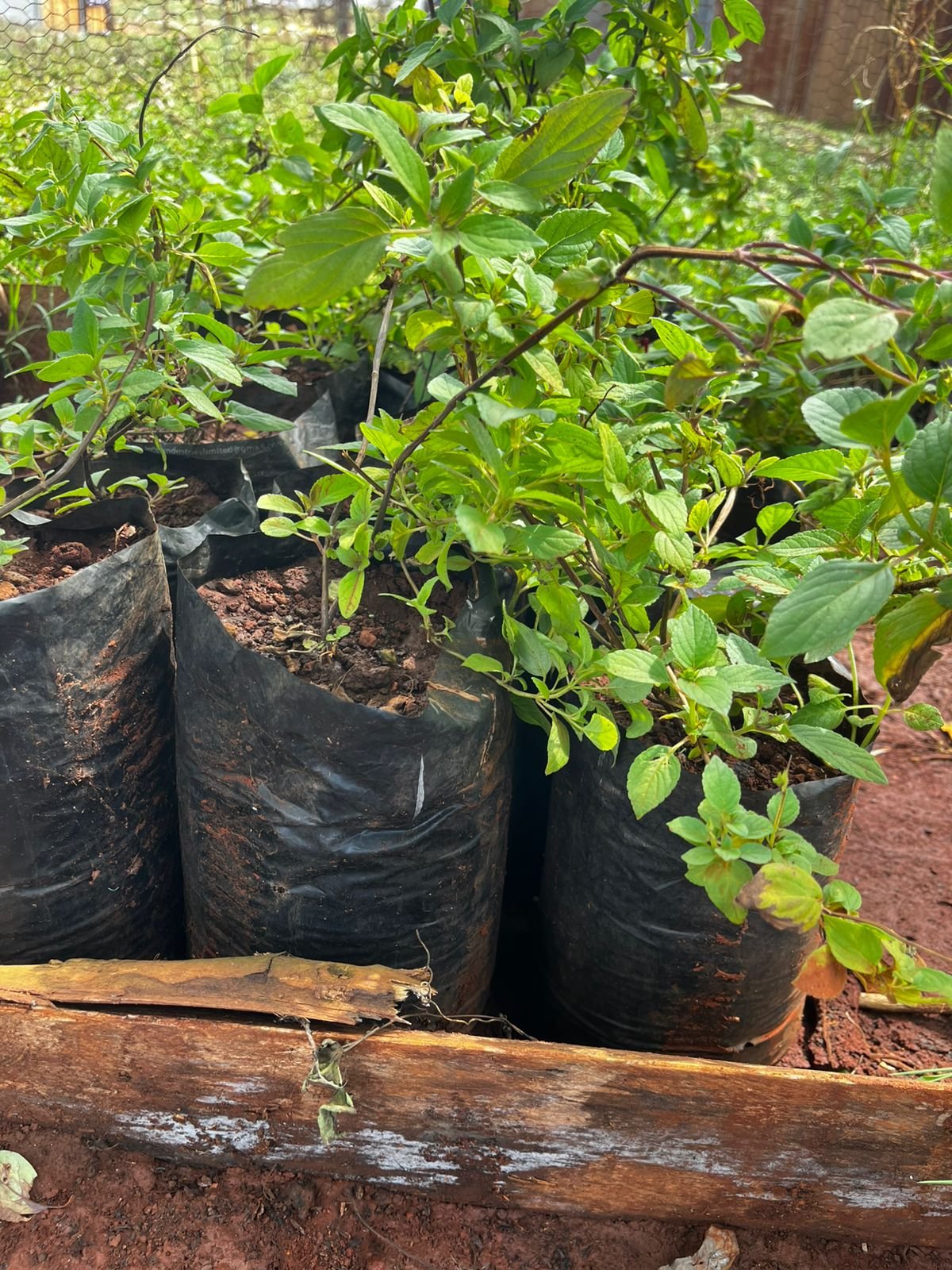 Pineapple Sage (Salvia elegans) - Image 2