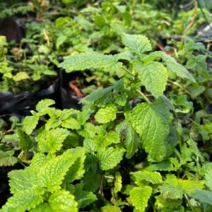 Lemon Balm Seedlings
