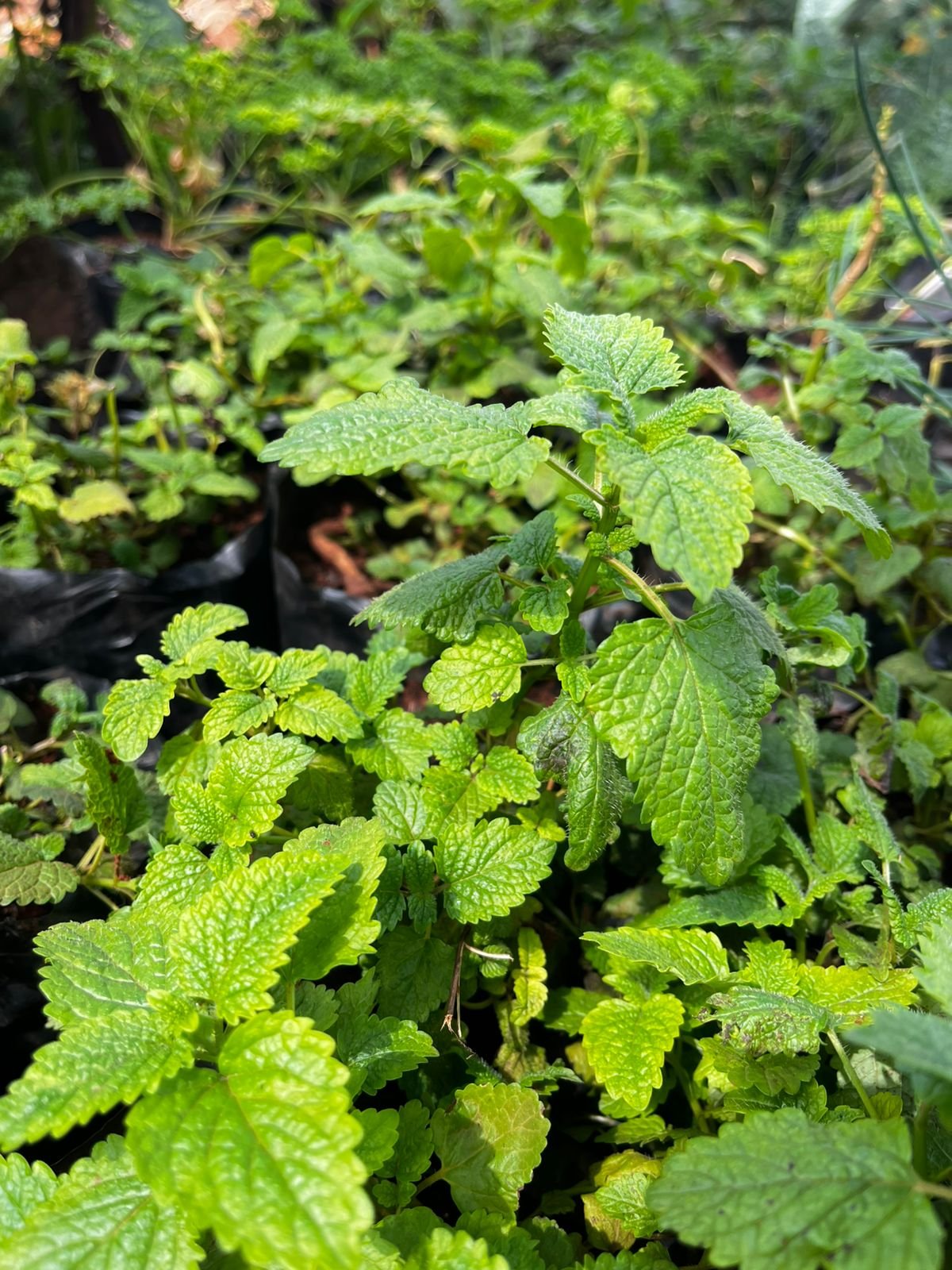 Lemon Balm Seedlings