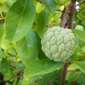 Sweetsop, Jamaican Sugar Apple plant (Annona squamosa )