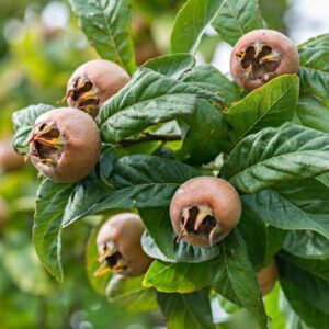 Medlar Fruit Seedling