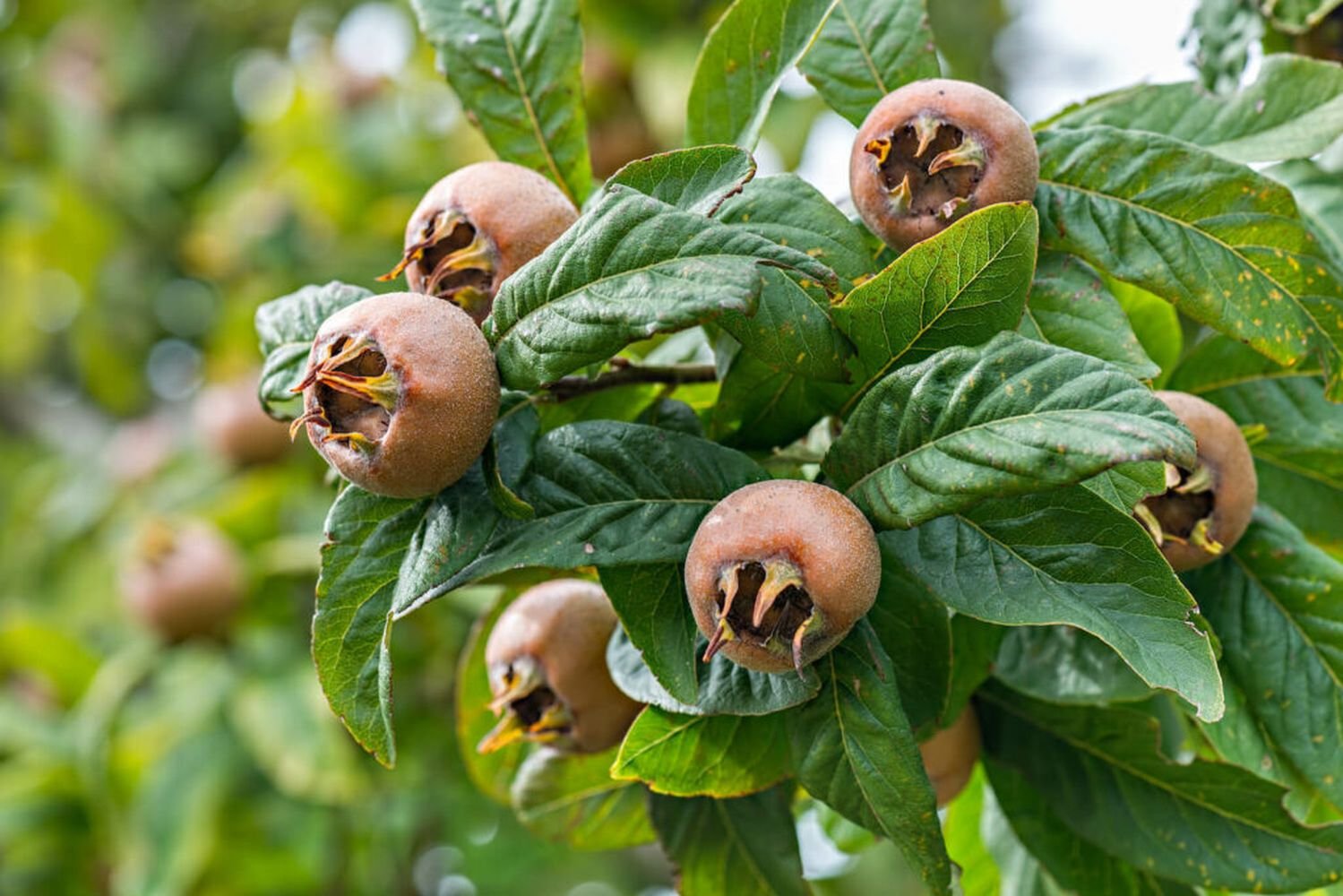 Medlar Fruit Seedling