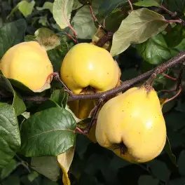 Quince Fruit Tree Seedlings