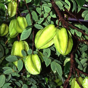 Star Fruit Seedlings