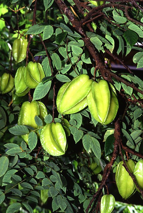 Star Fruit Seedlings