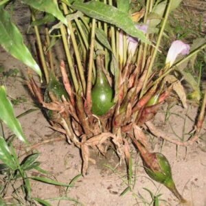Grains of Paradise Seedlings