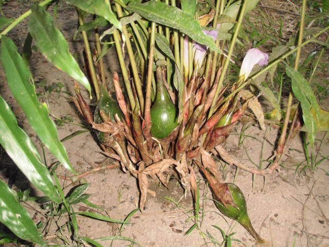 Grains of Paradise Seedlings