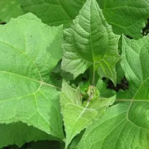 The Yacon Seedlings