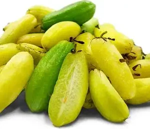 Bilimbi Fruit Seedlings