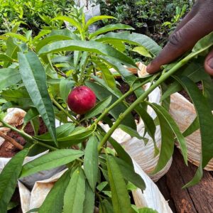 Grafted Nectarine Fruit Tree Seedlings