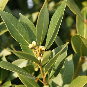 The Bay Leaf Plant Seedlings
