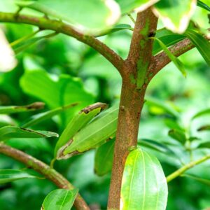 Cinnamon Plant Seedlings