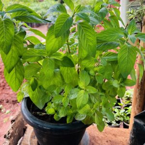Tropical Mint Plant