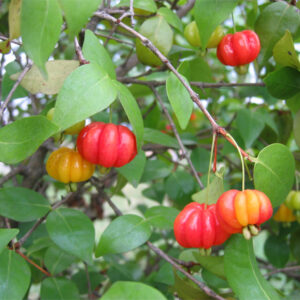 Pitanga (Surinam cherry or Brazilian cherry) Seedlings