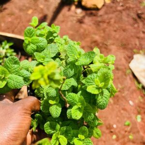 Lemon Mint Plant