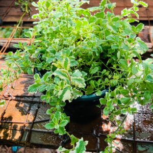 Pineapple Mint Plant