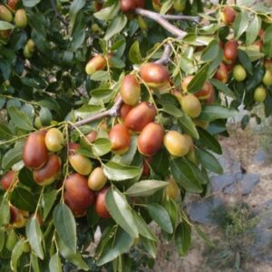 Jujube (Chinese date or red date) Seedlings